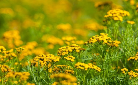 Natural Remedies to Seasonal Allergies