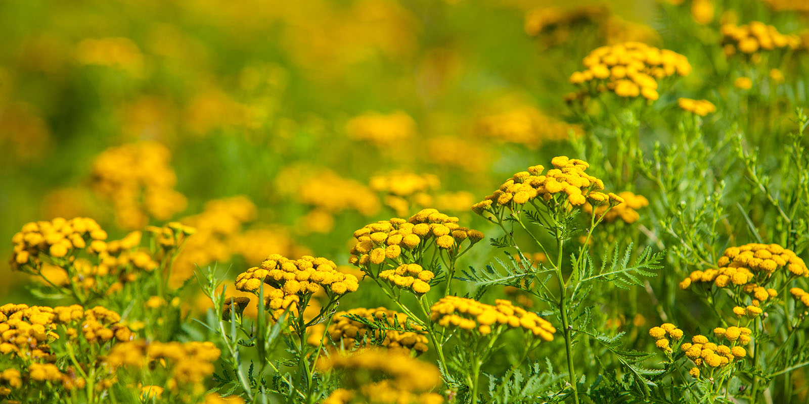 Natural Remedies to Seasonal Allergies