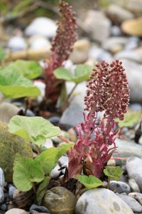Butterbur for Seasonal Allergies