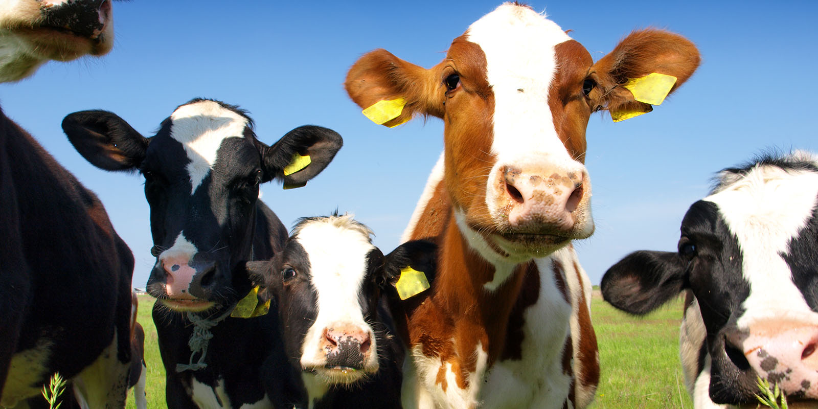 Where does YOUR meat come from?