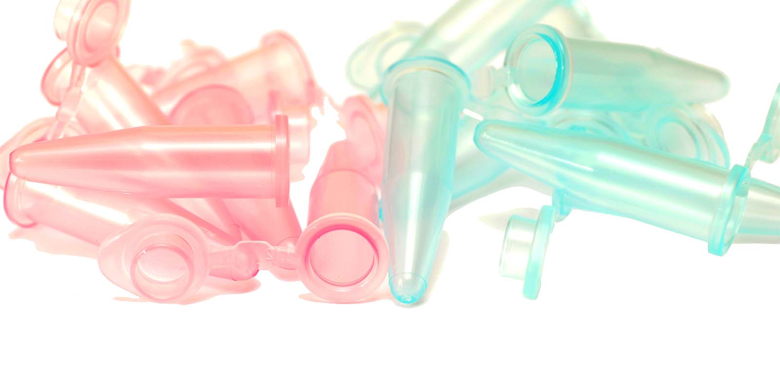 ovaries_smartchoicemd